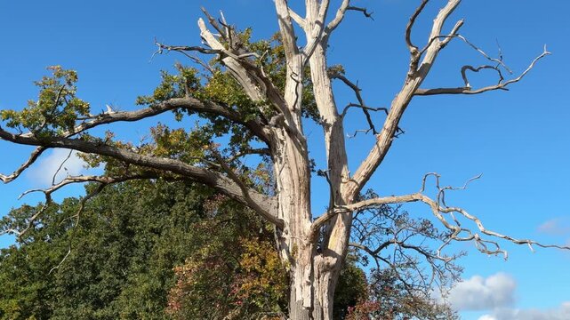 The bare trunk, limbs and branches of a dead tree set against trees in full leaf on a bright autumn day with blue sky and white fluffy clouds, Worcestershire, England.