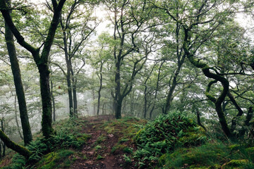 Obraz premium Autumn forest with colorful leaves