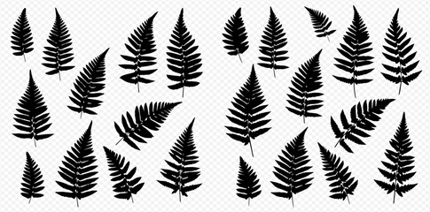 A collection of detailed black fern leaf silhouettes isolated on a transparent background.