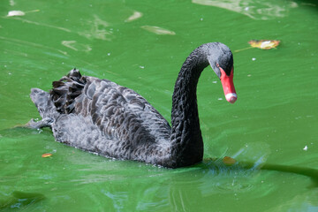 Obraz premium A majestic black swan with a vivid red beak gliding gracefully across a green pond. Its elegant feathers and reflection evoke tranquility and natural beauty