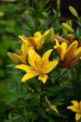 Fototapeta premium The yellow lily flower blooms on a summer day