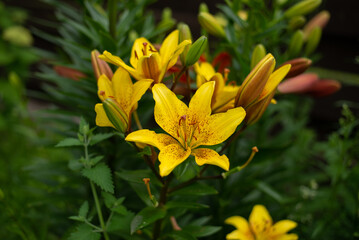 The yellow lily flower blooms on a summer day
