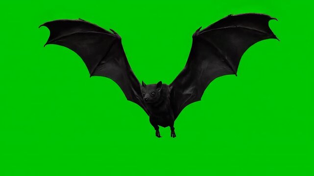 bat and bats