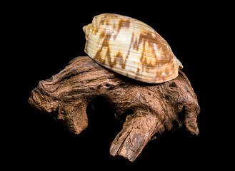 Noble Volute Shell on Dark Driftwood Against Black Background