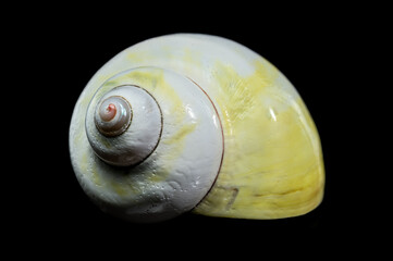 Polished Yellow Moon Shell Spiral Close-up Against Black Background