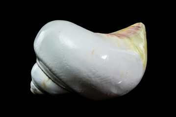 Polished Yellow Moon Shell Spiral Close-up Against Black Background
