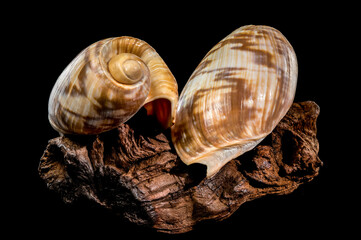Noble Volute Shell on Dark Driftwood Against Black Background