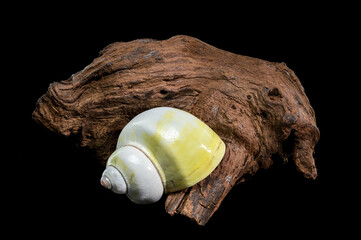 Polished Moon Shell on Dark Textured Driftwood Against Black