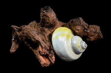 Polished Moon Shell on Dark Textured Driftwood Against Black