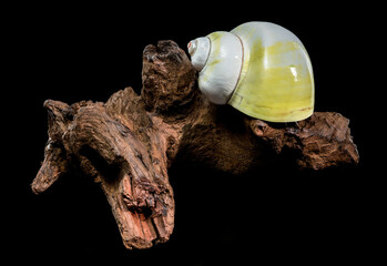 Polished Moon Shell on Dark Textured Driftwood Against Black