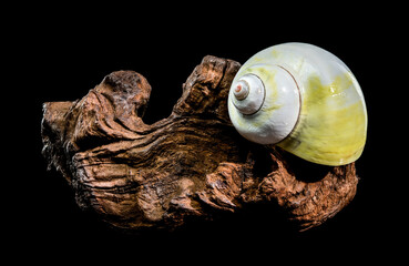 Polished Moon Shell on Dark Textured Driftwood Against Black