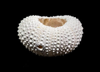 White Sea Urchin Shell Against Black Background Detailed Close-up View