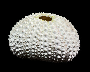 White Sea Urchin Shell Against Black Background Detailed Close-up View