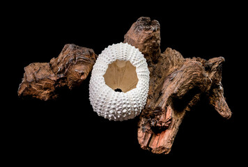 Sea Urchin Shell on Dark Driftwood Against Black Background