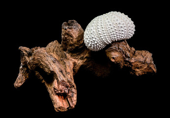 Sea Urchin Shell on Dark Driftwood Against Black Background