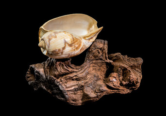 Noble Volute Shell on Dark Driftwood Against Black Background