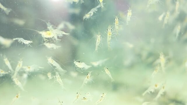 Live Dancing Shrimp in Water Tank at Bangkok Street Market