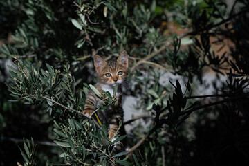 A portrait of a cute striped kitten peering curiously from among the olive tree's dark green leaves. The kitten climbing the tree. Nature and animal life.