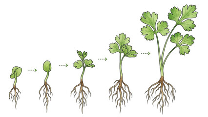 Naklejka premium Illustration showing the life cycle of a plant, from seed to mature growth with roots.