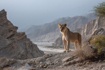 Majestic lioness stands guard over the rugged landscape of Hingol National Park at sunrise, capturing the essence of wildlife in its natural habitat