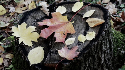 Bright leaves on a tree stump in the forest on an autumn day.