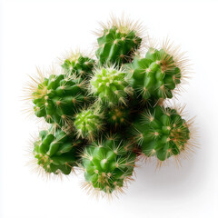 Close-up shot of a vibrant green cactus plant. Its textured surface and sharp spines are a striking visual