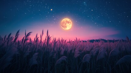 Naklejka premium Full moon and Japanese pampas grass in midnight,The harvest Miscanthus sinensis and full moon,beautiful night sky in the countryside with the perfect moon exudes beauty in the dark.