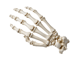 Human skeletal arm and hand bones