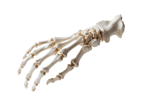 Human skeleton hand bones