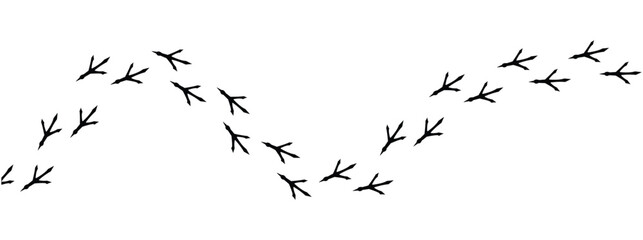 Сhicken trail, bird tracks footprints, path isolated, paw print, animal tracks. Paws, chicken tracks, diagonal path of chicken tracks, vector black silhouettes. Scatter seamless pattern in eps 10.