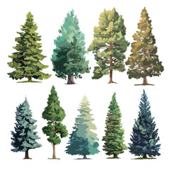 Fototapeta premium Isolated pine tree illustration on white background