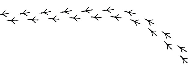 Сhicken trail, bird tracks footprints, path isolated, paw print, animal tracks. Paws, chicken tracks, diagonal path of chicken tracks, vector black silhouettes. Scatter seamless pattern in eps 10.
