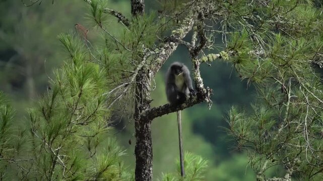 Thomas Leaf Monkey (Presbytis thomasi)