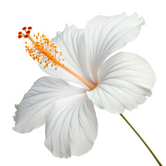 A beautiful delicate white hibiscus flower with prominent orange stamen and pistil isolated on transparent background