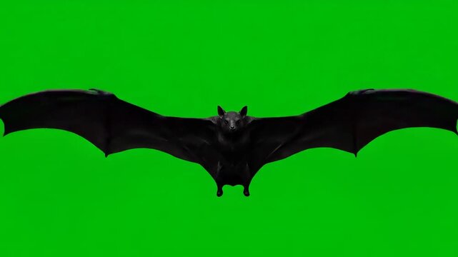 bat on the moon