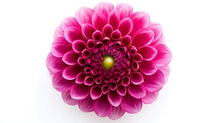 Closeup of a perfect pink dahlia flower with intricate petal details on white