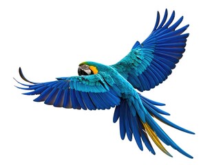 Vivid blue macaw soaring with outstretched wings, white background