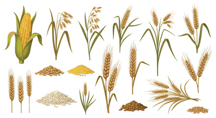 Collection of various grains and cereal plants.