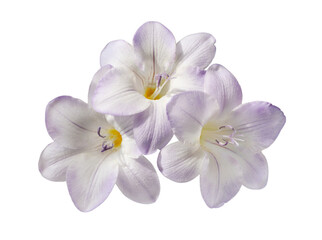 Three purple freesia flowers isolated on white or transparent background