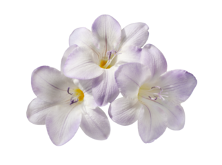 Three purple freesia flowers isolated on white or transparent background