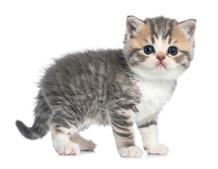 Fototapeta premium Fluffy kitten with grey, tan, white fur, staring, white background