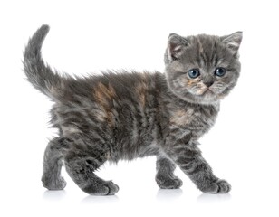 Obraz premium Adorable kitten with blue eyes, walking on white backdrop