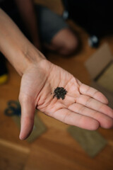 Gardener holding small hydroponic seeds in n open hand, preparing for planting in rockwool to establish thriving vertical hydroponic tower garden for sustainable urban farming.