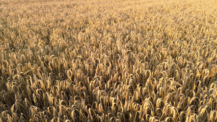 Golden wheat field under sunlight