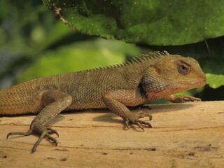 Fototapeta premium iguana on the rock
