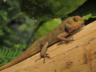Lizard on a tree