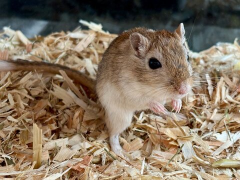 Rennmaus in Nahaufnahme &ndash; kleines Nagetier als Haustier mit neugierigem Blick
