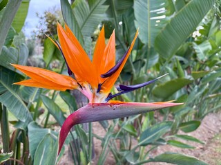Papageienblume - Strelitzia reginae
