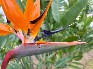 Papageienblume - Strelitzia reginae