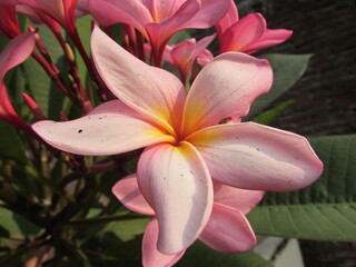 pink frangipani flower